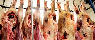 Hittade halva grisar och omärkta djurkroppar – efter anonyma tipset • Företag förbjuds sälja kött
