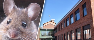 Spillning från möss upptäcktes i skolkök i Skellefteå – för andra gången: ”Olyckligt – måste få ett stopp på det”
