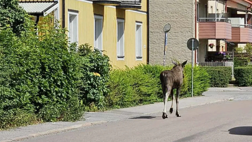 En älg knallar runt på Lohegatan på Söder i Eskilstuna.