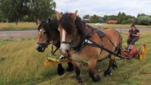 Åkrar slås med häst - i kampen för klimatet: "Vi ska vara helt fossilfria"