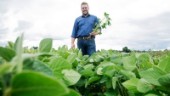 Han är en av de nya sojaodlarna • Fyra gotländska lantbrukare i stort forskningsprojekt