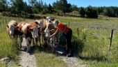 Avbytaren Emma drömmer om en egen mjölkgård – trots stora utmaningar: "Jag älskar att arbeta med djur"