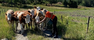 Avbytaren Emma drömmer om en egen mjölkgård – trots stora utmaningar: "Jag älskar att arbeta med djur"