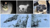 Allt fler lodjur i Västerviks kommun: "I mellandagarna hittade vi mycket" • VIDEO Kameran fångade det skygga djuret