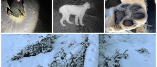 Allt fler lodjur i Västerviks kommun: "I mellandagarna hittade vi mycket" • VIDEO Kameran fångade det skygga djuret