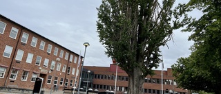 Skolans stora träd dödsdömt – ska delas i bitar