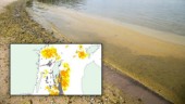 Risk för giftig algblomning vid stränderna på sydöstra Gotland