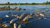 Polens premiärminister: Floden Oder förgiftad