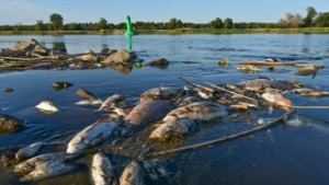 Polens premiärminister: Floden Oder förgiftad