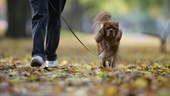 Hundägare dömd till böter för brott mot koppeltvång