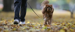 Hundägare dömd till böter för brott mot koppeltvång