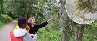 Spöklik väv tar över häggen i Nyköping: "Förra gången dog många träd som angreps"