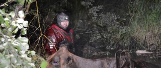 Bilderna från räddningstjänstens kamp under natten – flera kor fastnade i gyttja 