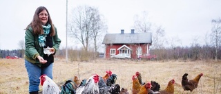 Drömmen om en egen hönsgård gav egna ägg till påsk