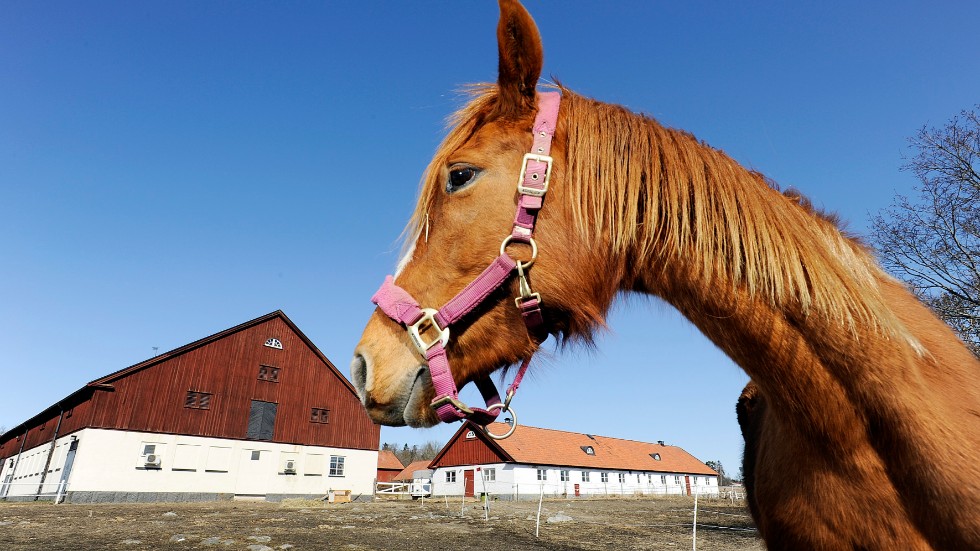 Ett ridhus väntas byggas i Sundbyområdet på Tosterö inom kort. (Bilden är tagen innan stallet brann 2015).