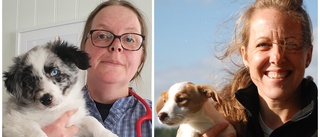 Stor brist på hundvaccin – veterinären orolig: ”Största bristsituationen jag kan minnas”