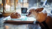 Hunden på café och kycklingen på grillen