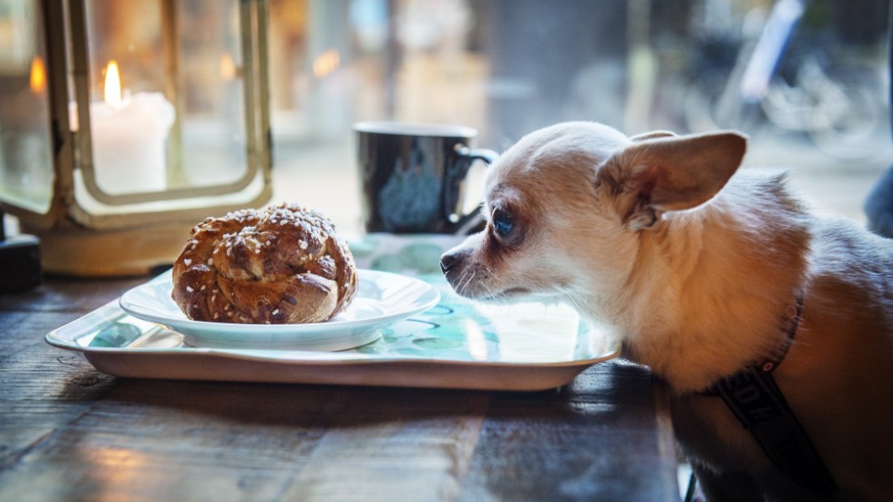Hunden Oliver bjuds på bulle på kafé. Andra djur kan hamna på grillen.