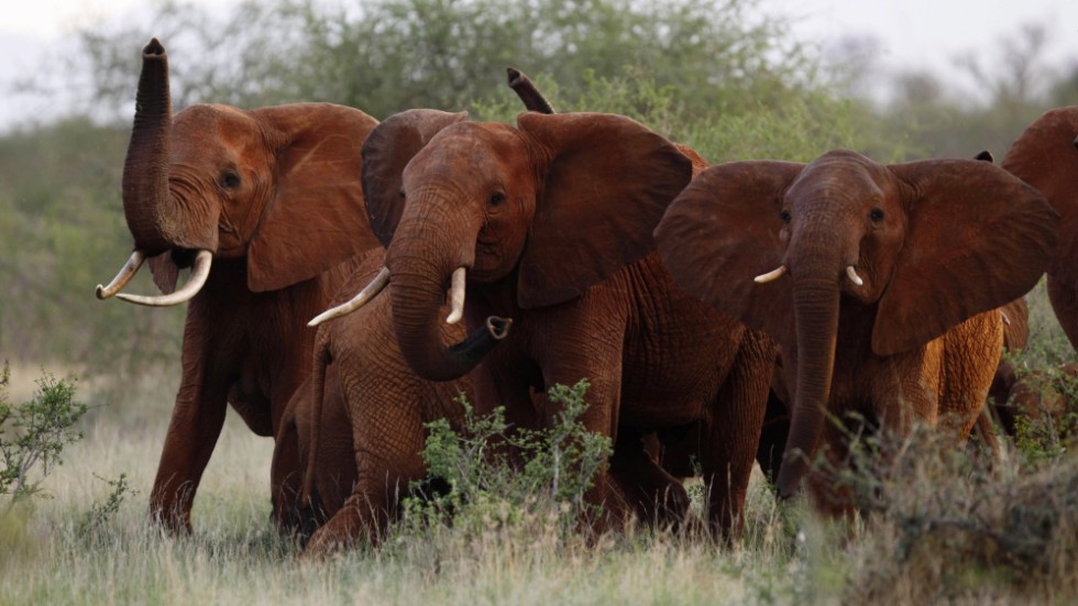 Den afrikanska savannelefanten är en nyckelart i många ekosystem i Afrika. Elefanterna på bilden hör hemma i nationalparken Tsavo i Kenya.