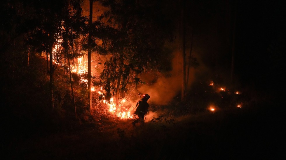En brandman kämpar mot lågorna i regionen Araucanía.