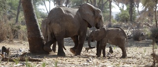 Torka slår hårt mot vilda djur i Kenya