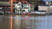 Här simmar sälen i hamnen: "Den kan ha följt med fiskstimmen in"