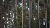 Stora skador på skog i norra Sverige