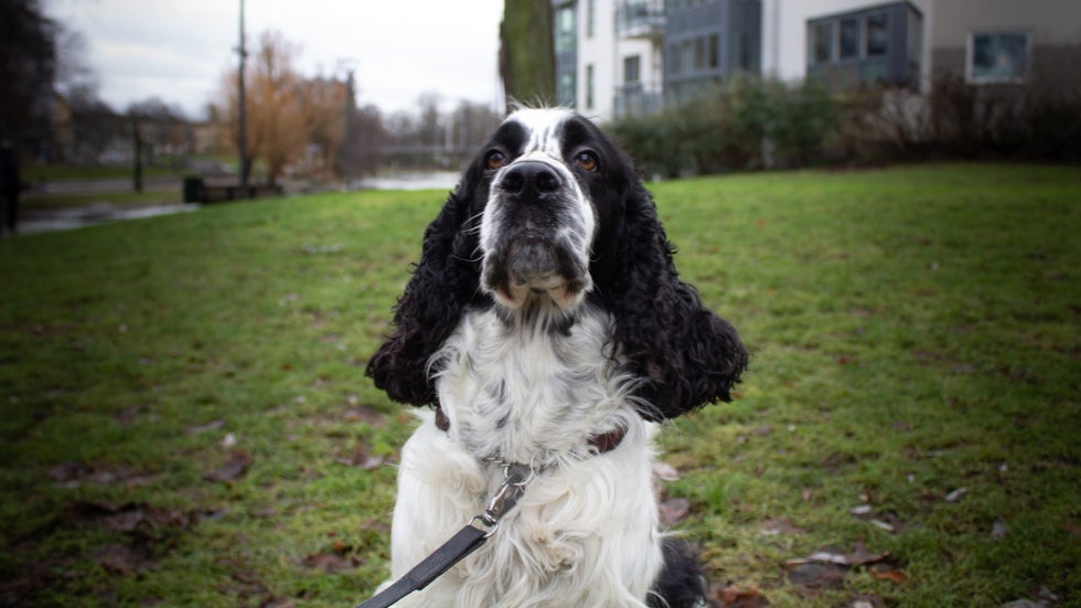 Här gör hunden Jack sin specialitet – 