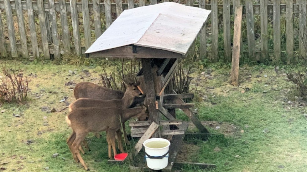 Karlssons gård lockar till sig djuren • Rådjur födde rakt under deras ...