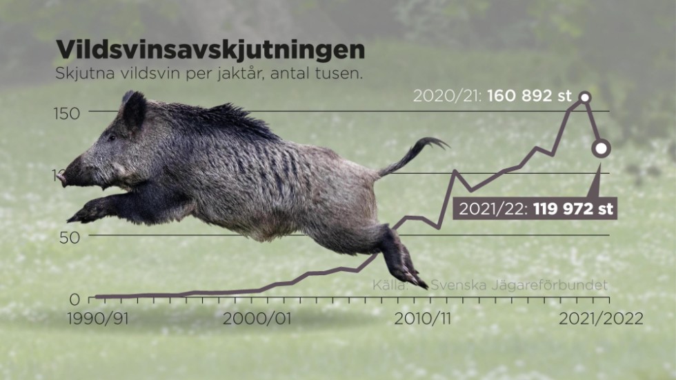 Antal skjutna vildsvin per jaktår, 1990–2022.