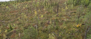 SCA avverkade inom blivande naturreservat • Länsstyrelsen: "Många av träden var flera hundra år gamla"