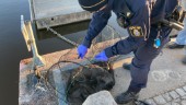 Tjuvfiskares framfart dödade utter i hamnen: "Upptäckte det här av en ren slump"