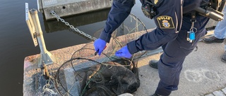 Tjuvfiskares framfart dödade utter i hamnen: "Upptäckte det här av en ren slump"