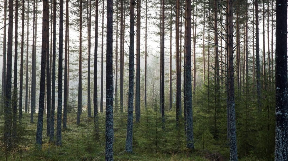 En 79-årig skogsägare i Östergötland har dömts för hot mot tjänsteman.