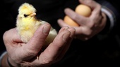 Hälften av alla kycklingar avlivas