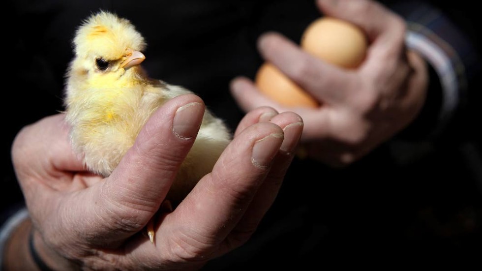 Tuppkycklingarna som föds är inte tillräckligt eftertraktade av konsumenterna för att säljas som livsmedel.
