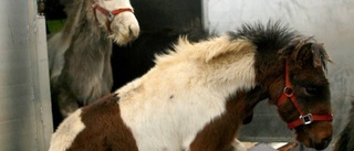 Islandshäst avlivades på flygplatsen