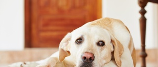 Kan en hund hemma få dig att må bättre?