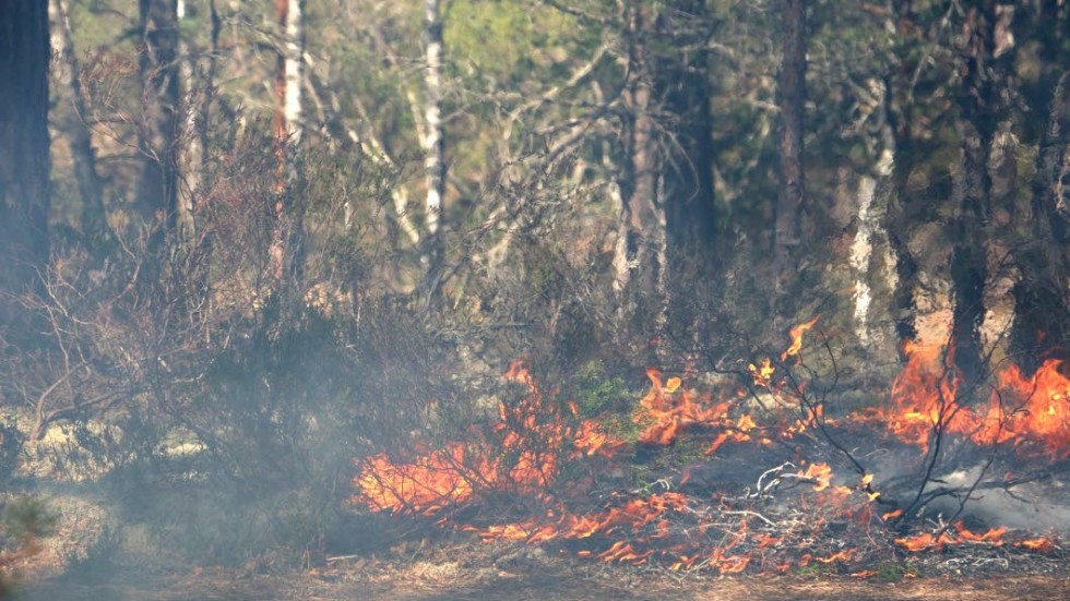 Delar av Björnnäsets naturreservat brändes redan för några år sedan. Nu ska området i mitten eldas. "En del arter klarar sig inte utan det. Det blir också mer ljusöppna skogar. Sedan är det så att det inte är i träden det brinner utan på marken. En del träd dör men många klara sig. Det blir fortfarande skog kvar", säger Erik Nordlind, reservatsförvaltare på Länsstyrelsen Kalmar. 