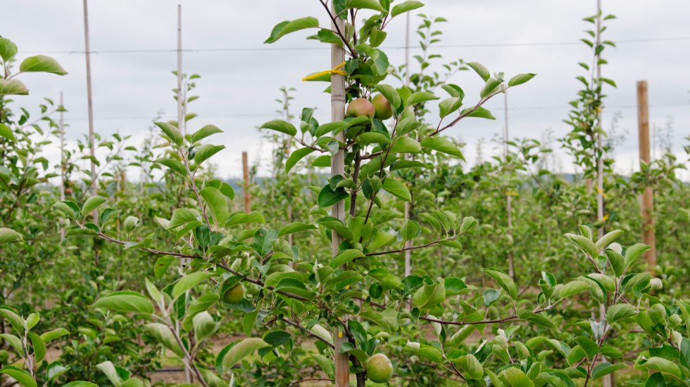 Claerens Jacobsen, vd på Billbäcks plantskola, vittnar om ett tufft år för äppleodlingarna.