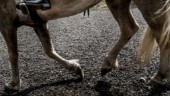 Lösa hästar sprang på länsvägen