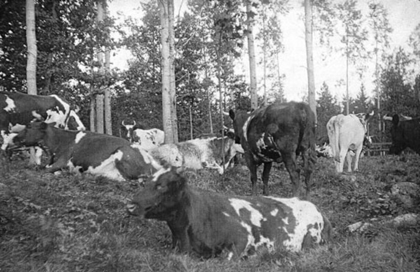 Kossor betydde rikedom och mat på bordet.