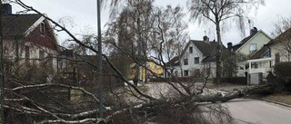 Träd knäcktes rakt över gata i dag