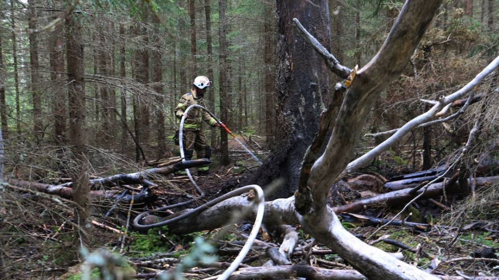 Blixten slog av stora grenar och skalade av barken på torrträdet. Räddningstjänsten hade en del problem att släcka, det brann tolv meter upp i luften.