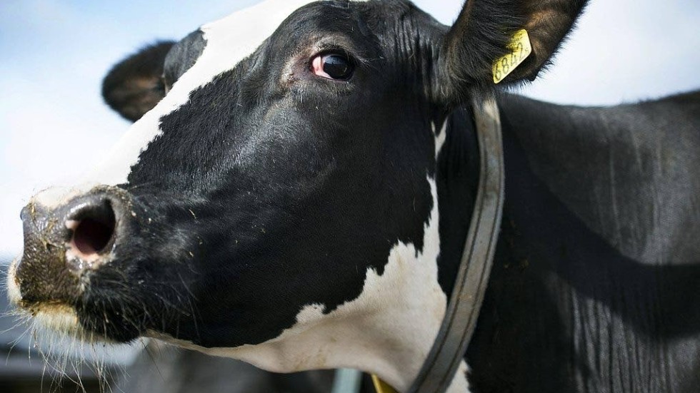 En mjölkbonde har anmälts efter att ha hållit sina djur inomhus i tre år utan giltig dispens./Genrebild