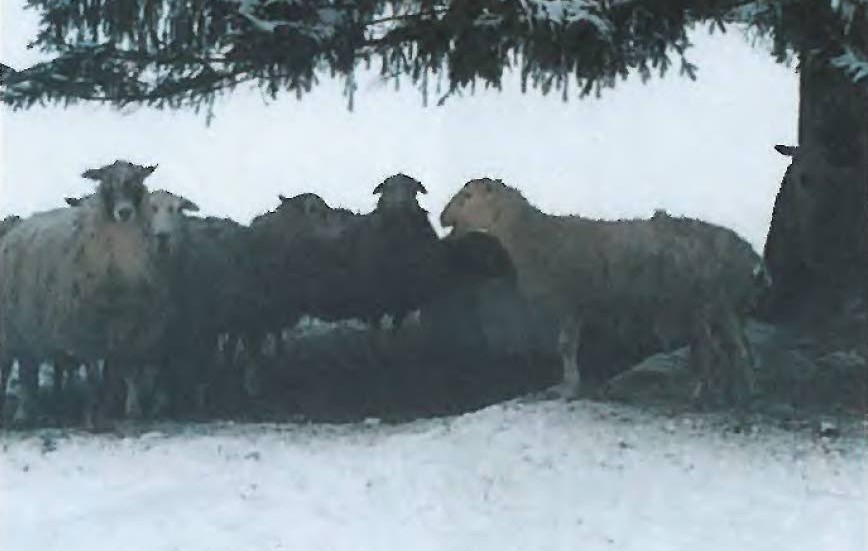 En del av fåren saknade tillgång till ligghall under vinterhalvåret.