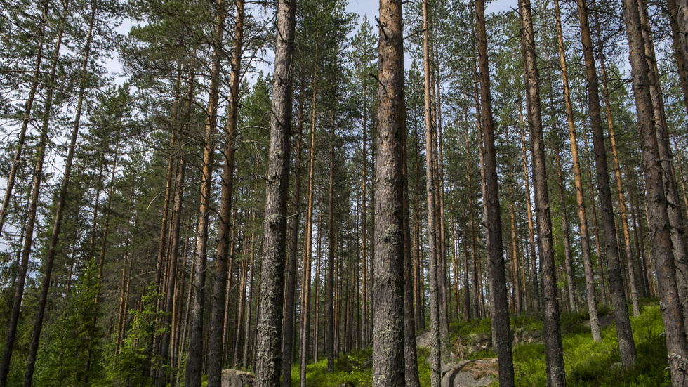 Naturskyddsföreningen i Flen vill ha en dialog med Strängnäs stift om skogen i Hälleforsnäs. Bilden är inte från den aktuella skogen.