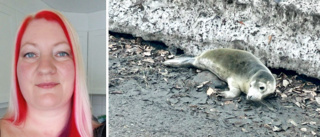 Skelleftehamn's seal saga: Residents rescue roadside rascal