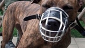 Utredning slår fast: ”För dåligt skydd mot hundattacker”