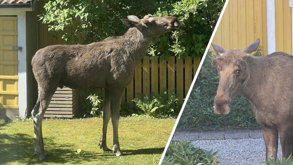 Älgen på Söder har gjort sig för hemmastadd, tycker insändarskribenten.